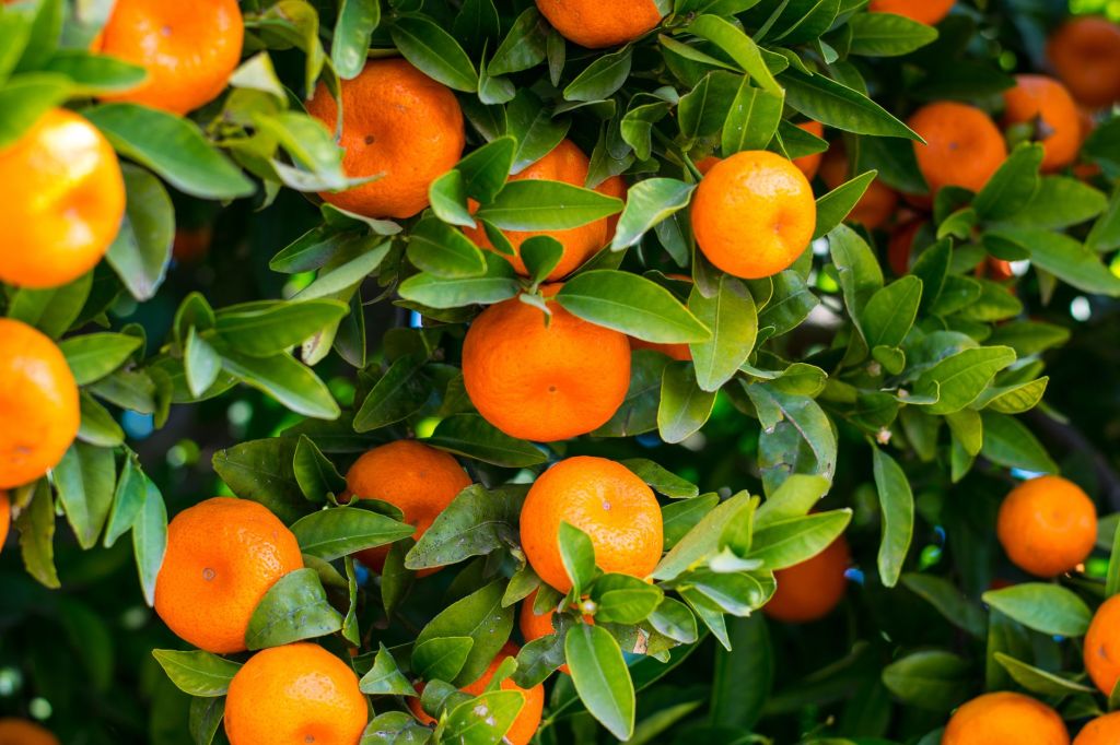A Juicy Summer